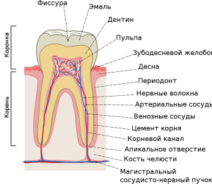 Зачем в зубе нерв?