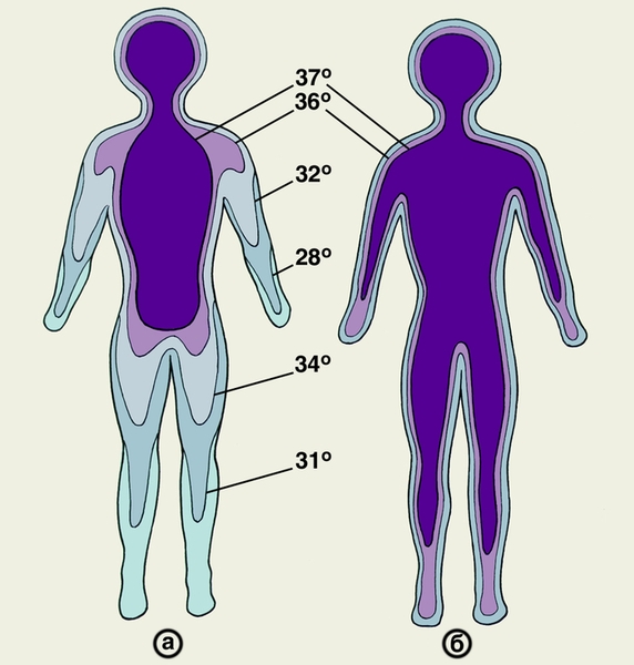 Температурная схема человека