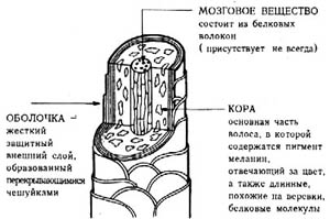 Когда кутикула волоса здоровая